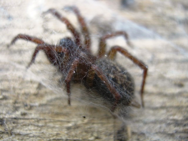 Lycosoide coarctata; Trochosa sp.